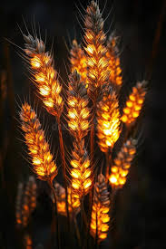 Solomon Seeds
